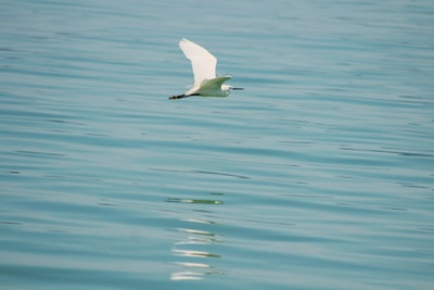 白色的鸟飞过大海
